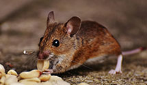 24 Hour & Emergency Exterminators in Frankfort, KY